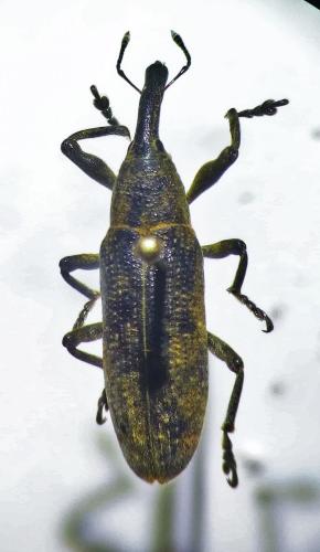 Réf. 225 943 : Lixus pulverulentus